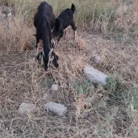 بز جوان و بزغاله نر