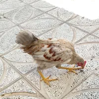 خروس