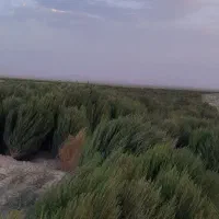 جارو