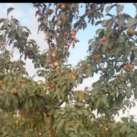 خرید آلو گیرایی و حاج حسنی رو درخت و غیره