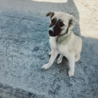 طوله سگ سرابی یا آلابای اروم