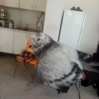 کبوتر سبز آلمانی