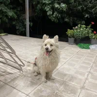 سگ پامر