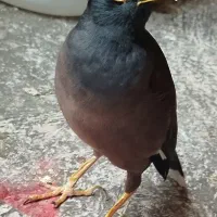 مرغ مینا سخنگو رام