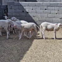 گوسفند و بره لاکن