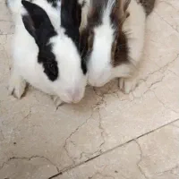 دو عدد خرگوش نر و ماده