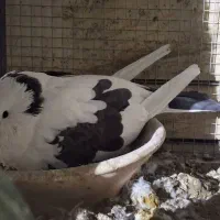 کبوتر پرشی