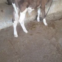 گوساله نر فروشی