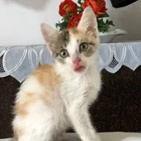 واگذاری رایگان گربه