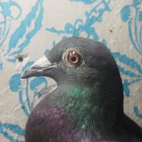کفتر مگس ماده جان اردن