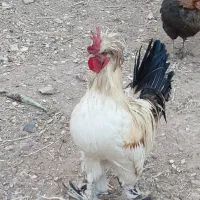 خروس تزئینی.