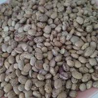 لوبیاچیتی