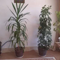 گل یوکا وشفلر بزرگ همراه با گلدان
