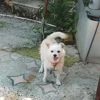 سگ