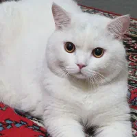جفتگیری