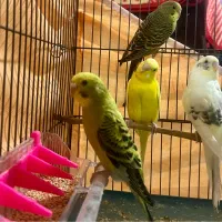 مرغ عشق|پرنده|شیراز, تل حسینآباد|دیوار