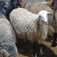 بره نر رومانوف