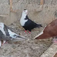 کبوتر|پرنده|مشهد, ارشاد|دیوار