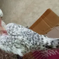جوجه مرغ گردن لخت