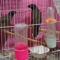 ۱جفت مینا کام سیاه سخنگو