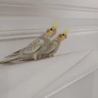 عروس هلندی زیبا