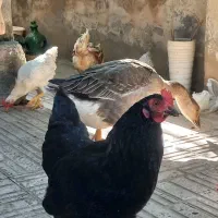 تعداد ۲ عدد مرغ تخم گذار