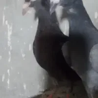 جوجه آلمانی همه شاه تخم