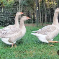 فروش قاز محلی