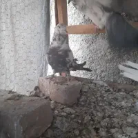 کبوتر شکار و گرفتنی