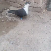 کرباتی