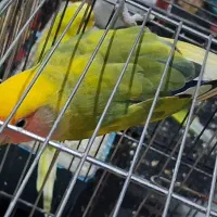 طوطی برزیلی نر