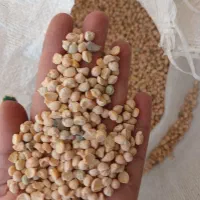نخوددرجه دوبه شرط پزا مخصوص فلافل ابگوشت