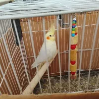 معاوضه عروس هلندی