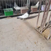 کبوتر