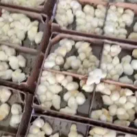 جوجه گوشتی راس ۳۰۸درج یک واکسن خورده