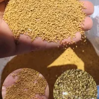 بذر مرغوب یونجه و شبدر