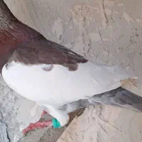 کبوتر