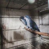 جفت راهب بنفش،ویولت،کبالت