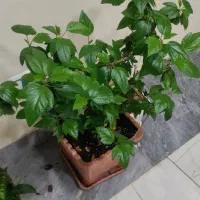 فروش گل طبیعی