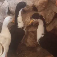 سه عدد اردک