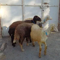 ۴ راس بره ماده افشاری