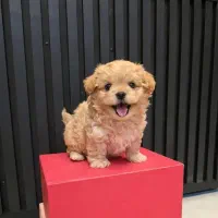 توله سگ پشمالو مالتیز عروسکی اصیل سایز صفر|سگ|مشهد, شهرک مهر آباد|دیوار