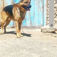 سگ ژرمن شپریک ساله شناسنامه دار