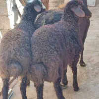 بره همو لنگ دوقولو وسه قولو جفت نر وماده