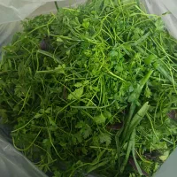 سبزی خورشی ، خوردن ، آشی