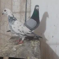 جفتگاه|پرنده|زابل, |دیوار