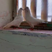 کفتر تیرماهی