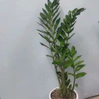 گلدون طبیعی زامفولیا