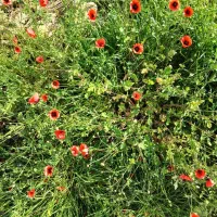 معاوضه با خودرو (زمین مناسب ساخت ویلا)