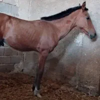 دایمون کره شاهان بزرگ تاراج2
